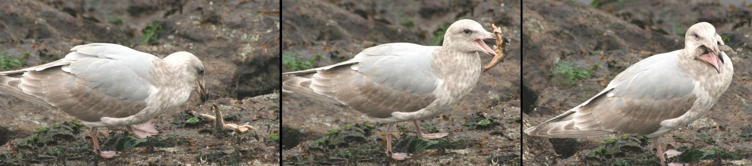 Gull Eating