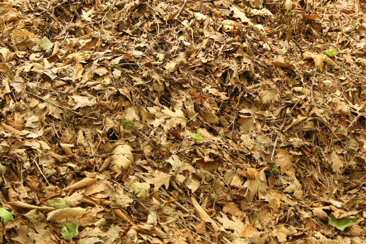 Leaf Bed